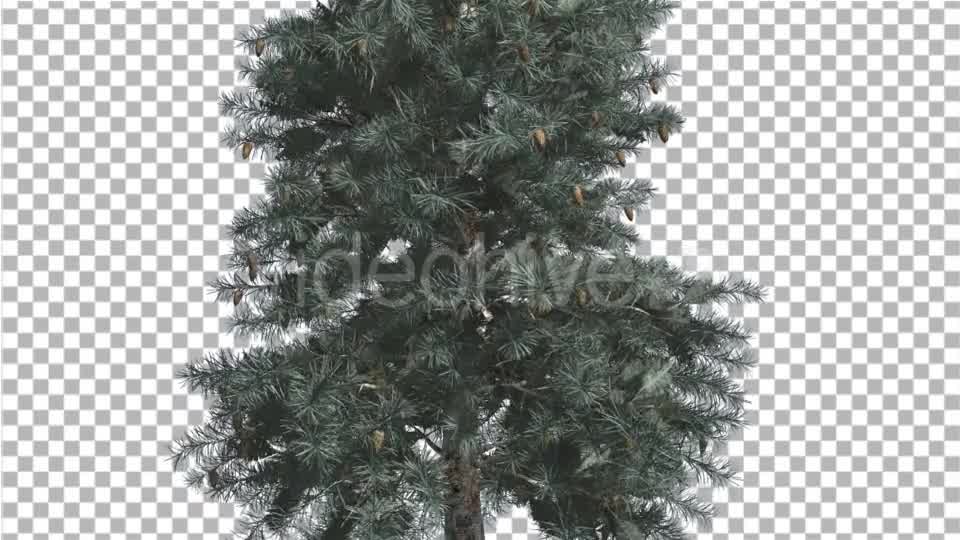 Blue Spruce Thin Tree in Winter or Summer Middle - Download Videohive 14734369