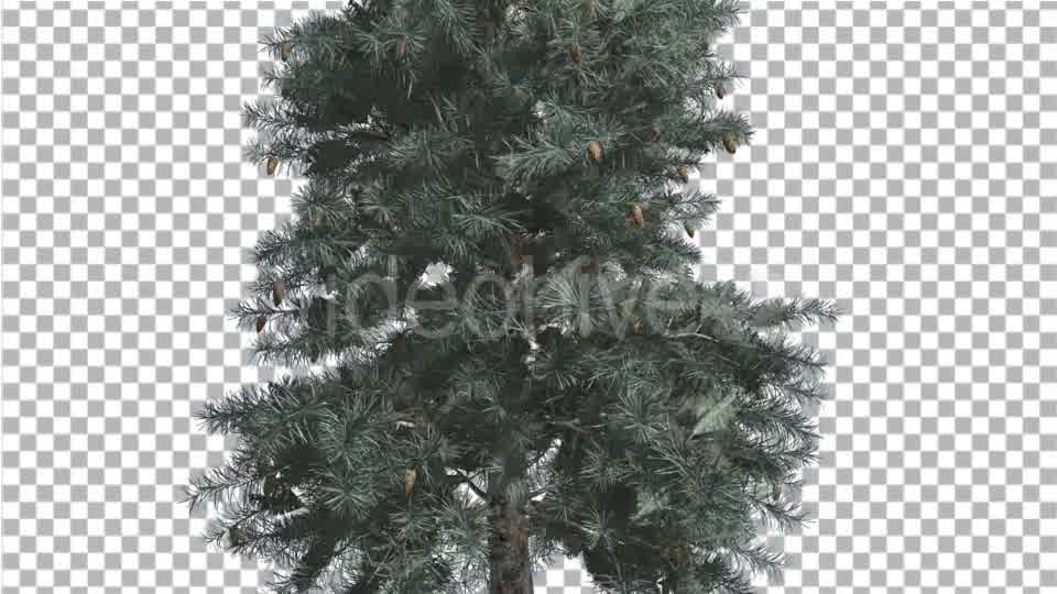 Blue Spruce Thin Tree in Winter or Summer Middle - Download Videohive 14734369