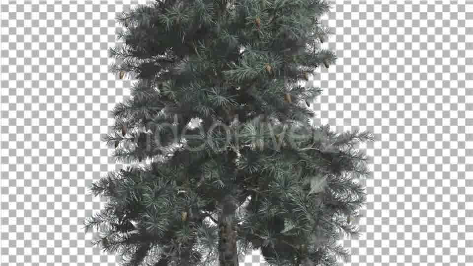 Blue Spruce Thin Tree in Winter or Summer Middle - Download Videohive 16937586