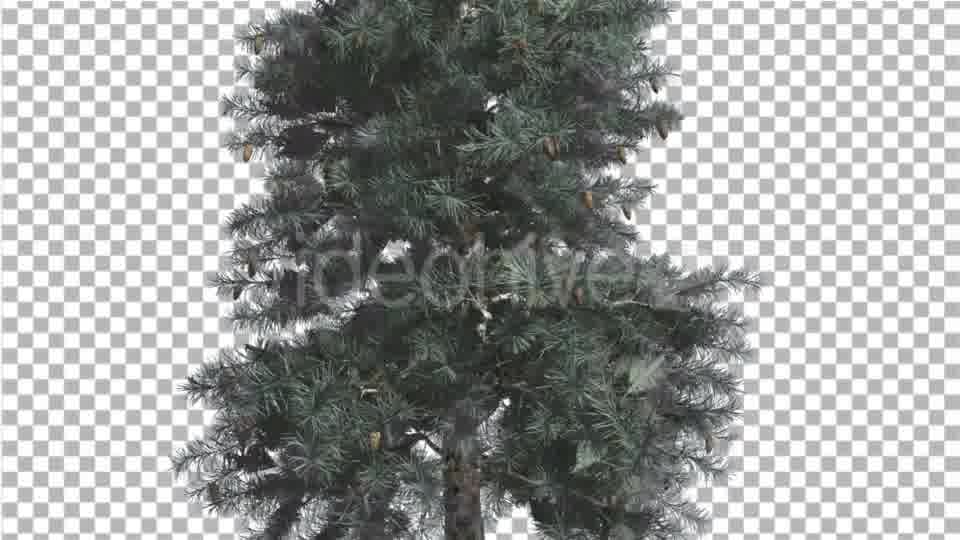 Blue Spruce Thin Tree in Winter or Summer Middle - Download Videohive 16937586