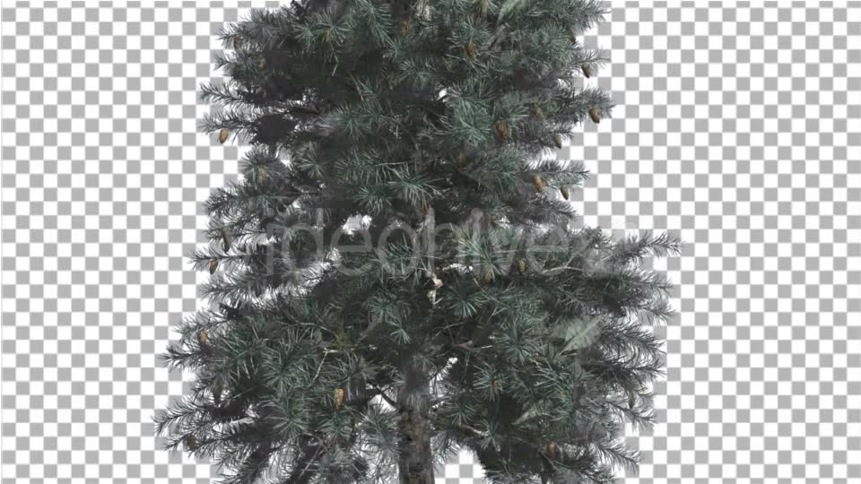 Blue Spruce Thin Tree in Winter or Summer Middle - Download Videohive 16937586