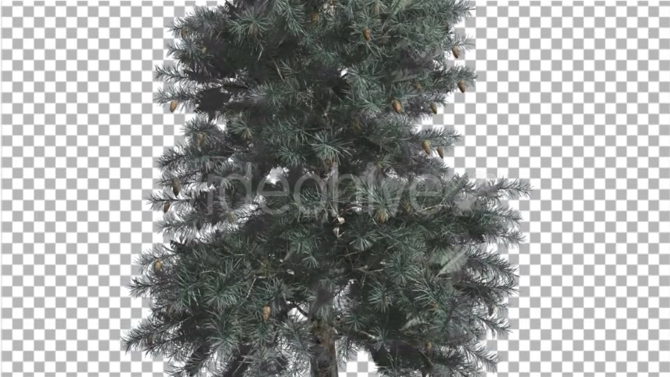 Blue Spruce Thin Tree in Winter or Summer Middle - Download Videohive 16937586