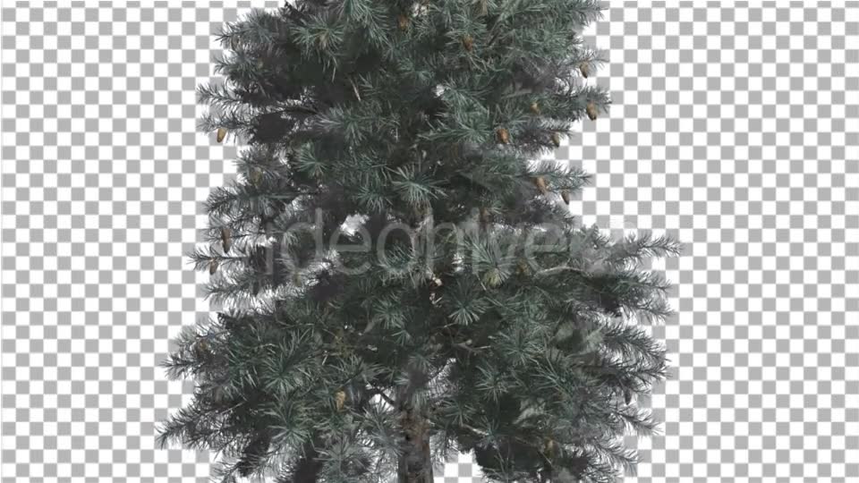 Blue Spruce Thin Tree in Winter or Summer Middle - Download Videohive 16937586