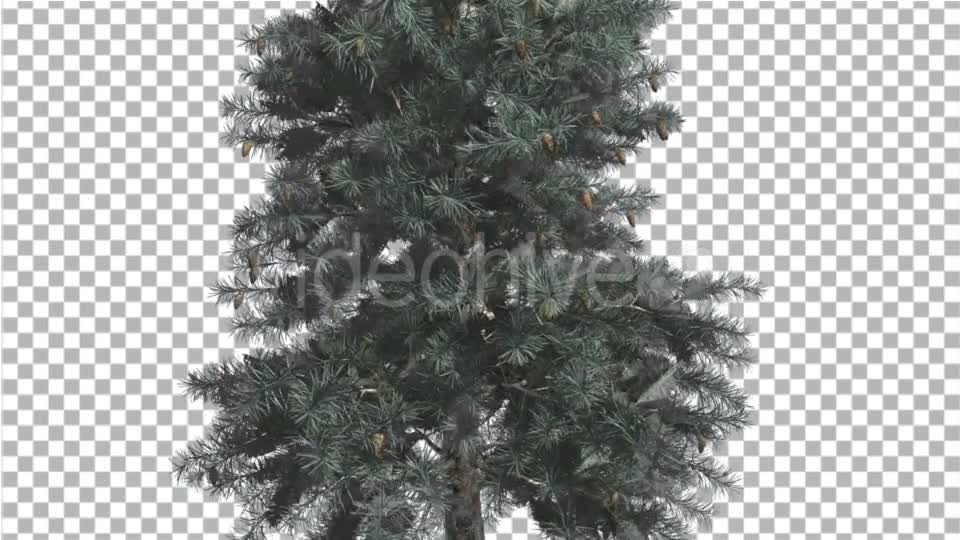 Blue Spruce Thin Tree in Winter or Summer Middle - Download Videohive 16937586