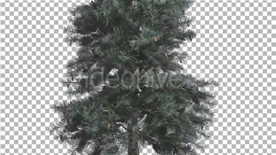 Blue Spruce Thin Tree in Winter or Summer Middle - Download Videohive 16937586