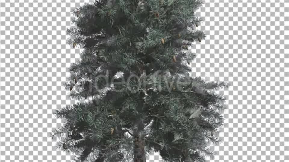 Blue Spruce Thin Tree in Winter or Summer Middle - Download Videohive 16937586