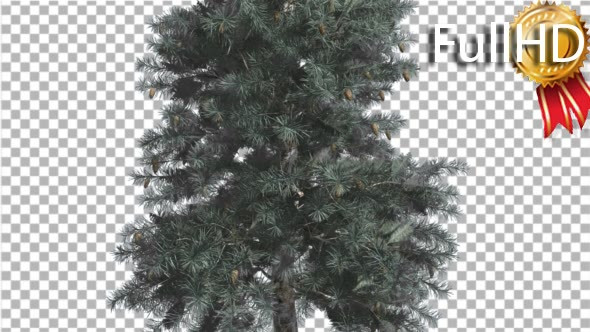 Blue Spruce Thin Tree in Winter or Summer Middle - Download Videohive 16937586
