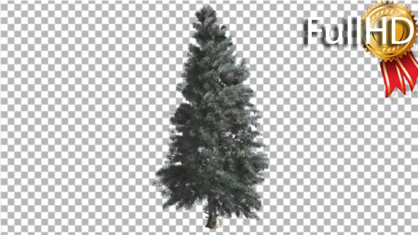 Blue Spruce Thin Tree is Swaying at the Wind Blue - Download Videohive 16966670