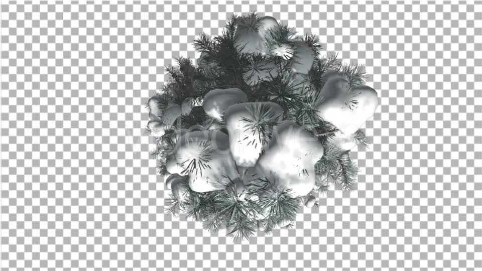 Blue Spruce Top Down Snow on a Branches Winter - Download Videohive 16931340