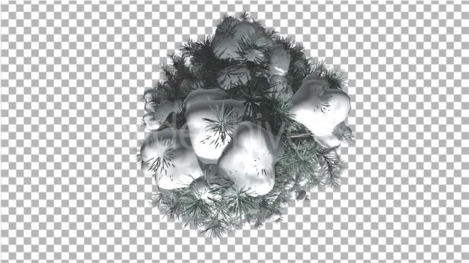 Blue Spruce Top Down Snow on a Branches Winter - Download Videohive 16931340