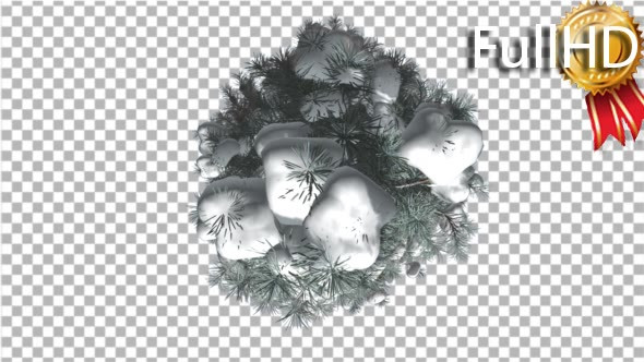 Blue Spruce Top Down Snow on a Branches Winter - Download Videohive 16931340