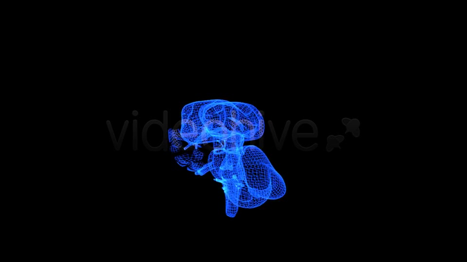 Brain 3D Wireframe Spinning Formation Videohive 7895867 Motion Graphics Image 2