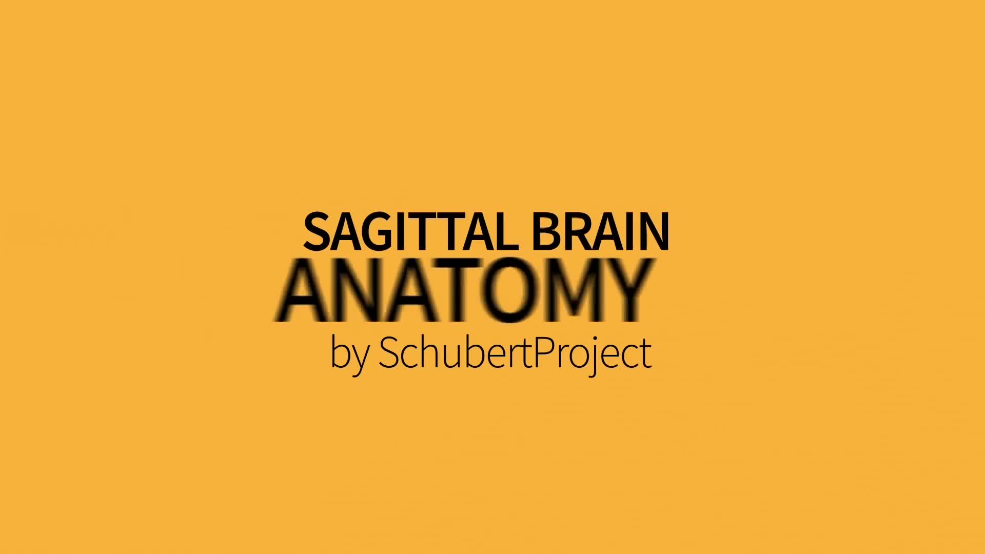 Brain Basic Anatomy - Download Videohive 10184658
