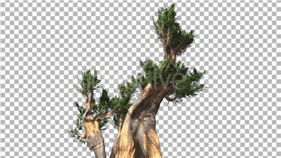 Bristlecone Pine Thick Tree Two Trunks Green - Download Videohive 14745446