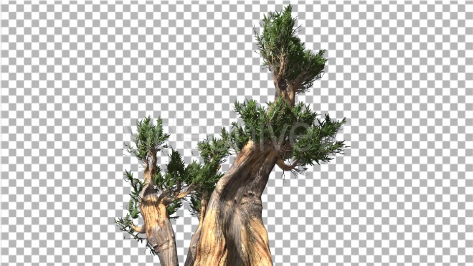 Bristlecone Pine Thick Tree Two Trunks Green - Download Videohive 14745446
