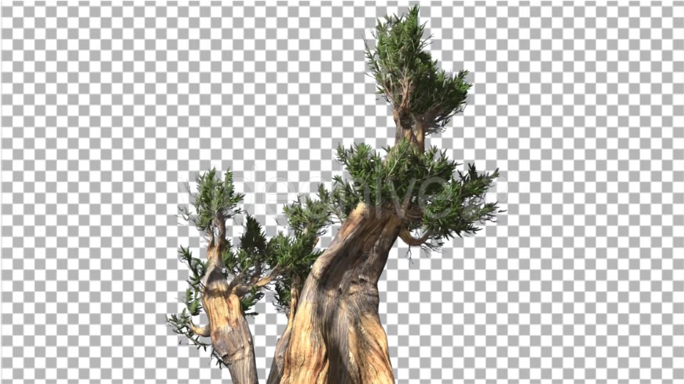 Bristlecone Pine Thick Tree Two Trunks Green - Download Videohive 16966655