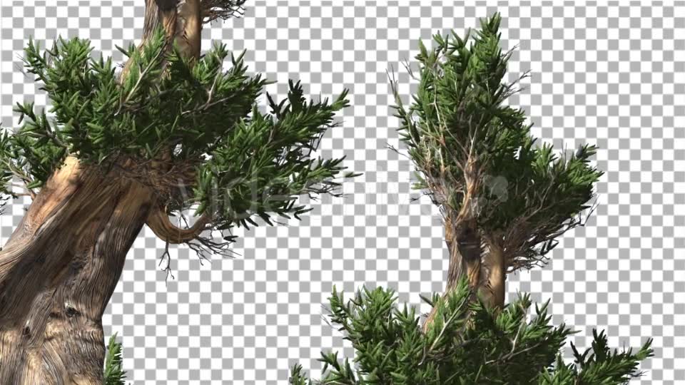 Bristlecone Pine Two Thick Trees Are Swaying - Download Videohive 14720147