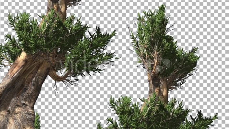 Bristlecone Pine Two Thick Trees Are Swaying - Download Videohive 14720147