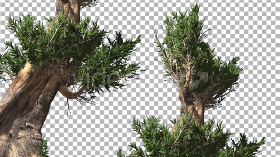 Bristlecone Pine Two Thick Trees Are Swaying - Download Videohive 14720147