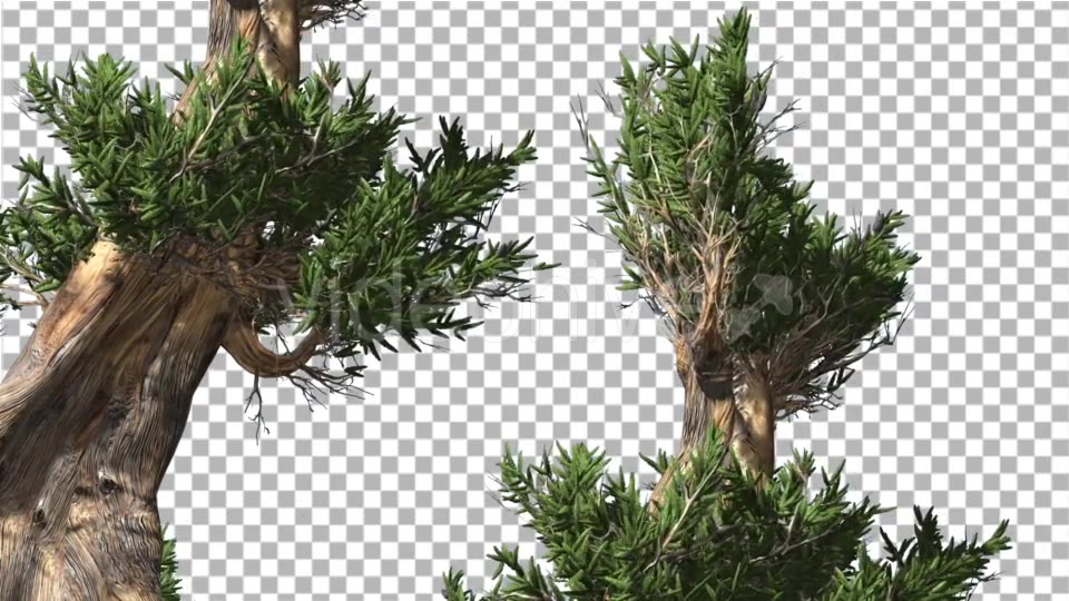 Bristlecone Pine Two Thick Trees Are Swaying - Download Videohive 14720147