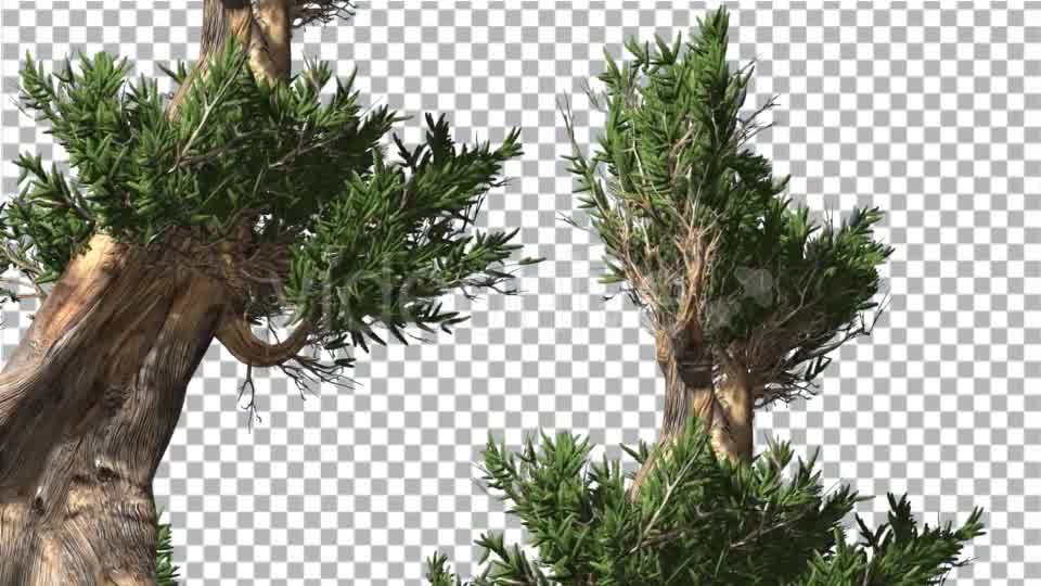 Bristlecone Pine Two Thick Trees Are Swaying - Download Videohive 14720147