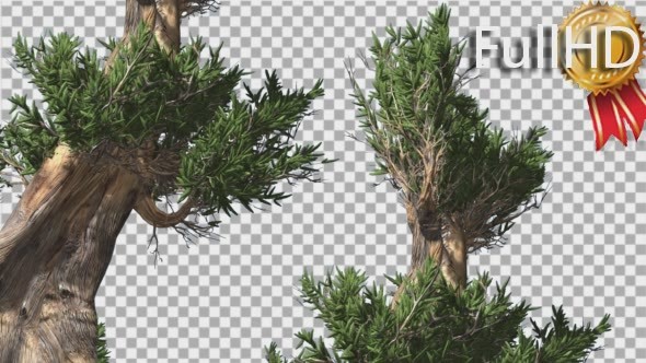 Bristlecone Pine Two Thick Trees Are Swaying - Download Videohive 14720147