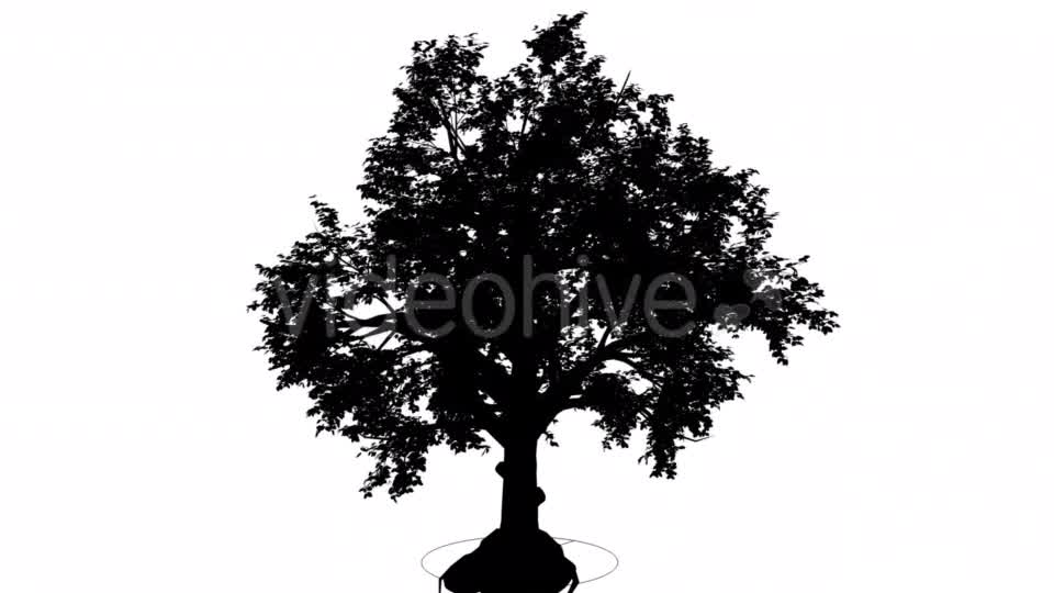 Broadleaf Deciduous Tree Silhouette of Animated - Download Videohive 15314754