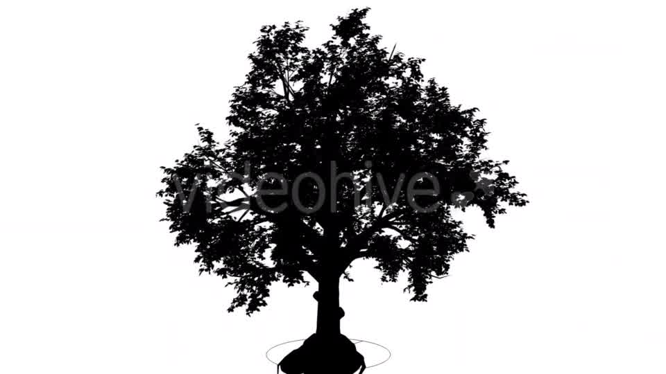 Broadleaf Deciduous Tree Silhouette of Animated - Download Videohive 15314754