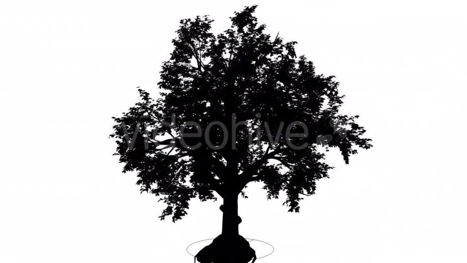 Broadleaf Deciduous Tree Silhouette of Animated - Download Videohive 15314754