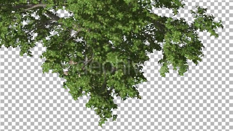 Broadleaf Top of The Tree Turned - Download Videohive 14727980