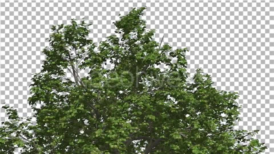 Broadleaf Top of Tree is Swaying at The Wind - Download Videohive 14766119