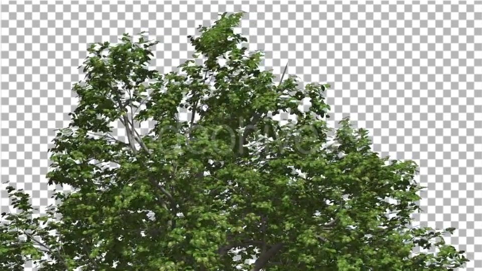 Broadleaf Top of Tree is Swaying at The Wind - Download Videohive 14766119