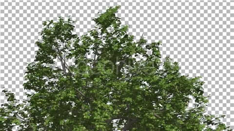 Broadleaf Top of Tree is Swaying at The Wind - Download Videohive 14766119