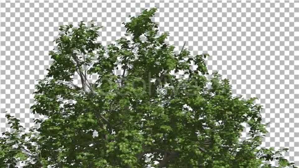 Broadleaf Top of Tree is Swaying at The Wind - Download Videohive 14766119