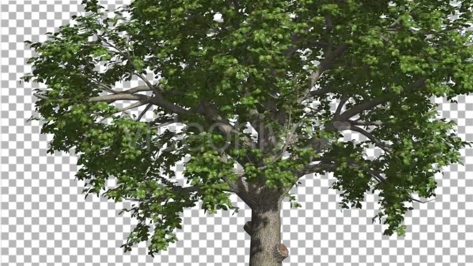 Broadleaf Tree is Swaying at The Wind Green Tree - Download Videohive 14802054