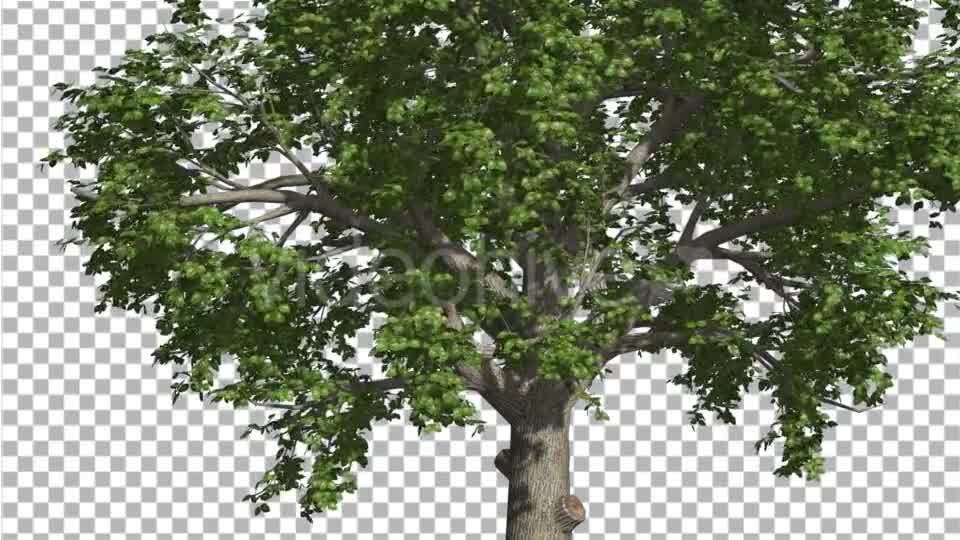Broadleaf Tree is Swaying at The Wind Green Tree - Download Videohive 14802054