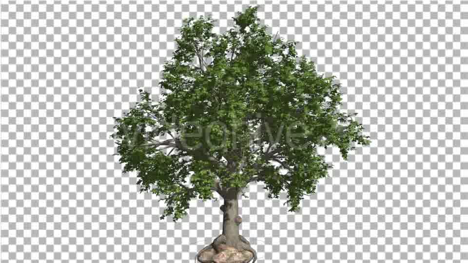 Broadleaf Tree is Swaying at The Wind Green Tree - Download Videohive 14805210