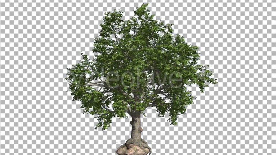 Broadleaf Tree is Swaying at The Wind Green Tree - Download Videohive 14805210