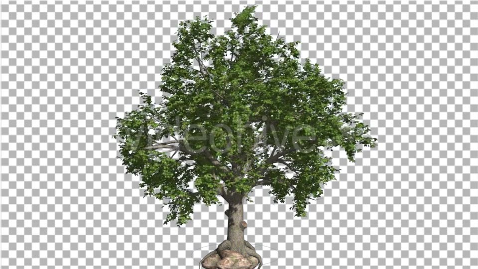 Broadleaf Tree is Swaying at The Wind Green Tree - Download Videohive 14805210