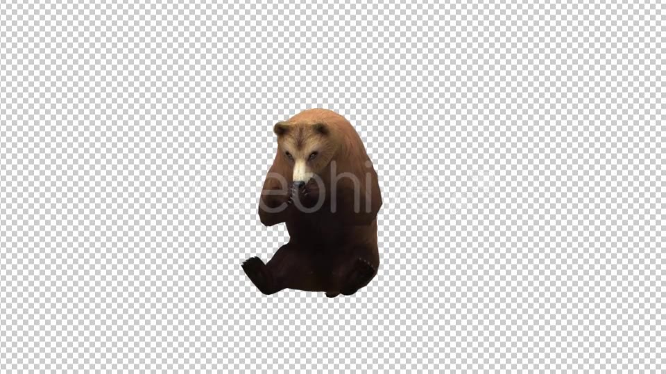 Brown Bear Eating - Download Videohive 21174182