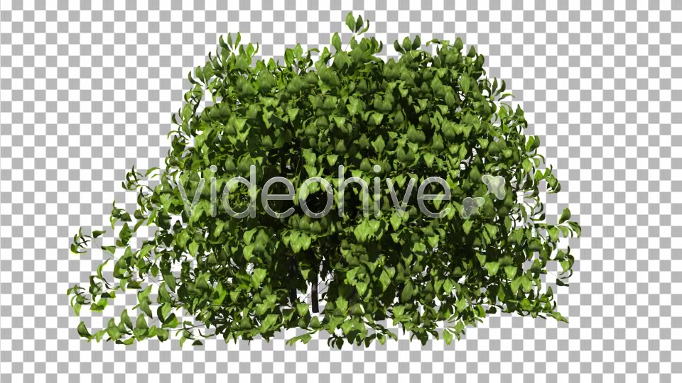 Bush Videohive 3963031 Motion Graphics Image 7