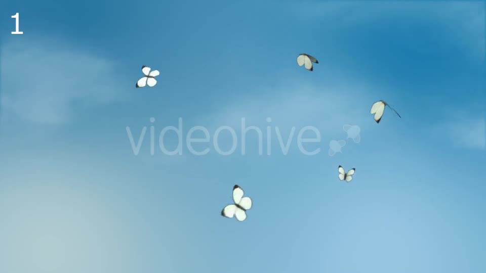 Butterflies Animations Pack - Download Videohive 16974094