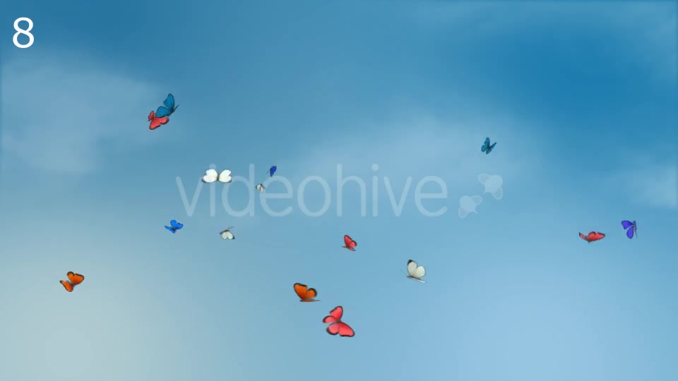 Butterflies Animations Pack - Download Videohive 16974094