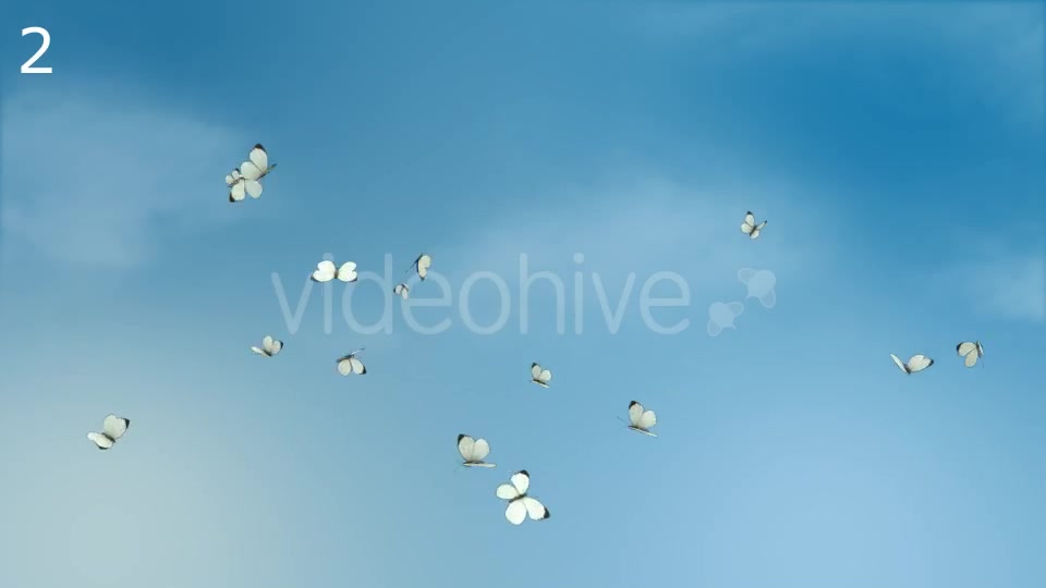 Butterflies Animations Pack - Download Videohive 16974094