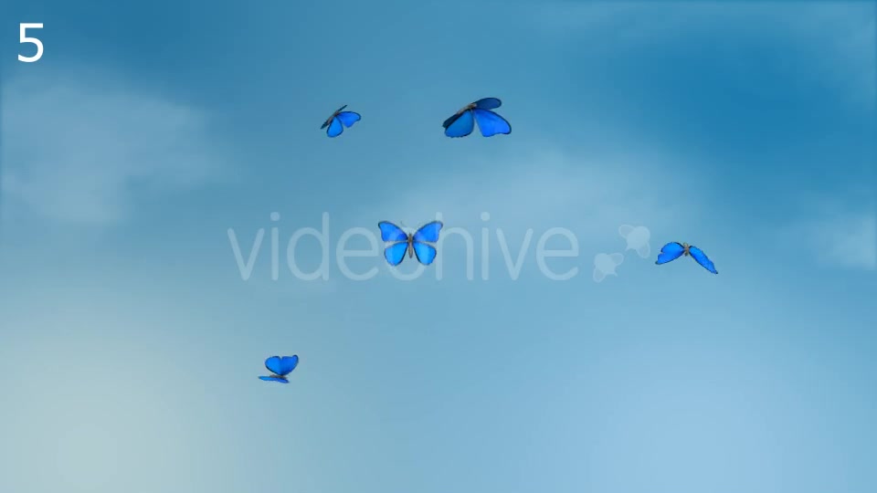 Butterflies Animations Pack - Download Videohive 16974094