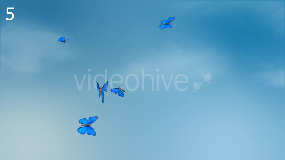 Butterflies Animations Pack - Download Videohive 16974094