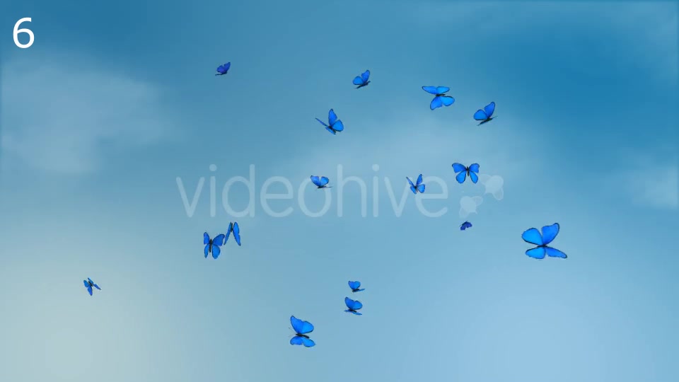 Butterflies Animations Pack - Download Videohive 16974094