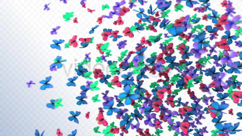 Butterflies Transition Videohive 2396952 Motion Graphics Image 5