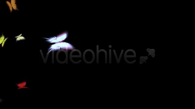 Butterfly Flight Transition Videohive 13506 Motion Graphics Image 1