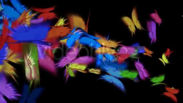 Butterfly Flight Transition Videohive 13506 Motion Graphics Image 2
